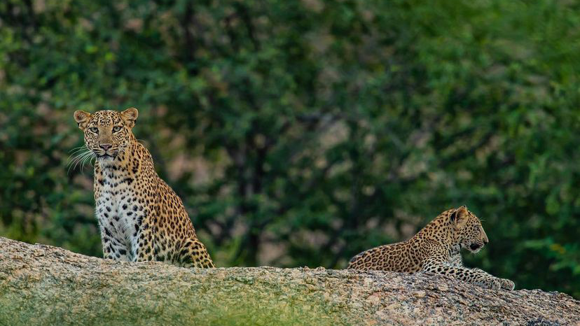 Cover photo of Jawai Leopard Safari